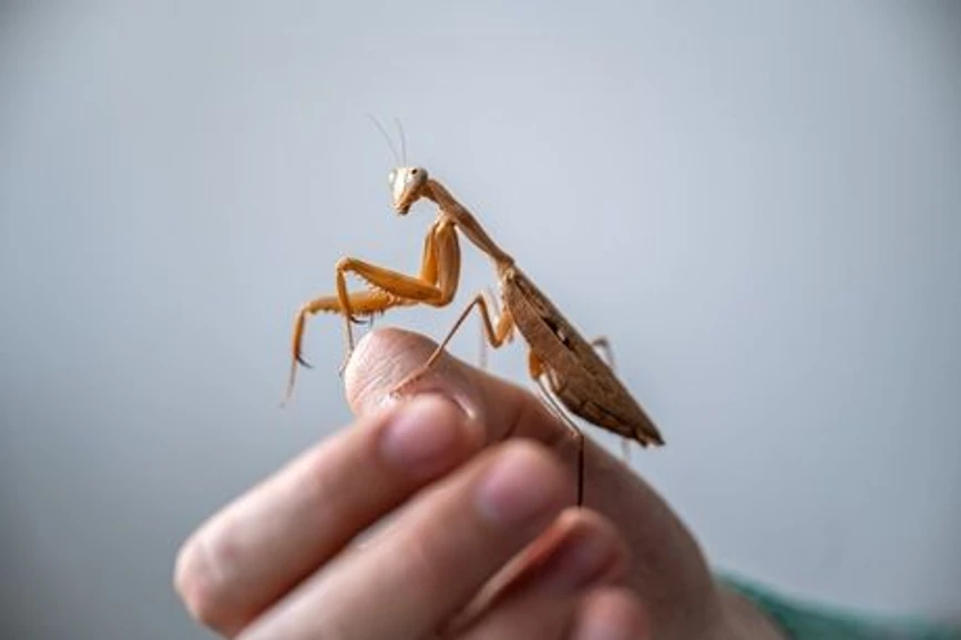 AVČR/Jana Plavec: Breberky mě fascinovaly odmala, říká mikrobiolog Michal Kraus: Kudlanka Rhonda patří mezi domácí „mazlíčky“ Michala Krause. (CC)
