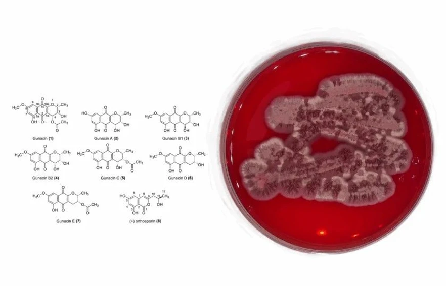 <p>MBÚ AV ČR: Nově objevená houba může pomoci v boji s tropickými nemocemi</p>