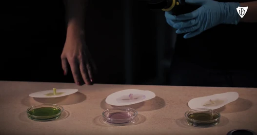 Noc vědců 2020 - Chromatografie listových barviv